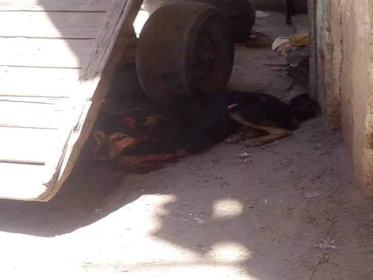 جزار يمزق جسد كلب بسكين بالزقازيق 1 الشرقية